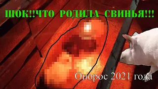 ШОК!!!  Кого родила свинья!!! Долгожданный опорос и и первые уколы!