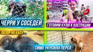 Снежка и Кузю повезли на узи. Обзор характера Капы. Сима доминирует над всеми. Черрик сбежал.