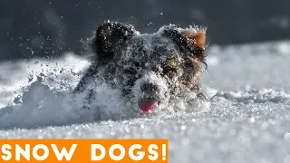 Funniest Snow Dog Video Compilation December 2018 | Funny Pet Videos