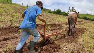 sulcando terra com arado tração animal