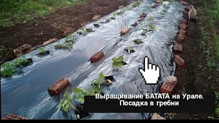 БАТАТ ВЫРАЩИВАНИЕ. Посадка рассады батата в открытый грунт в Башкирии (в гребни) ч.3