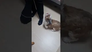 개꿀잠 자다깨서 미친듯이 주인반기는 시츄 단추 #시츄성격 #shihtzu #puppy