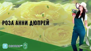 Роза Анни Дюпрей