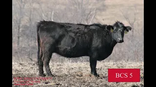 Cow Tip Tuesday Body Condition Scoring