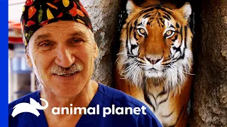 Dr. Jeff Neuters a Tiger! | Dr. Jeff Rocky Mountain Vet