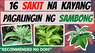 SAMBONG -  mga SAKIT na kayang pagalingin at Health BENEFITS | GAMOT, LUNAS |  Herbal Natural