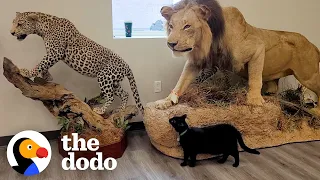 Shelter Cat Works At A Museum Now | The Dodo