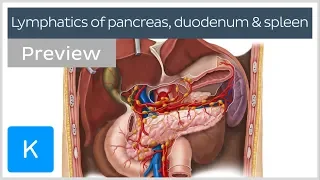 Lymphatics of the pancreas, duodenum and spleen (preview) - Human Anatomy | Kenhub