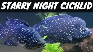 The Starry Night Cichlid - big and beautiful