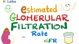 eGFR (Estimated Glomerular Filtration Rate) - Kidney Function Tests - Inulin & Creatinine - Lab
