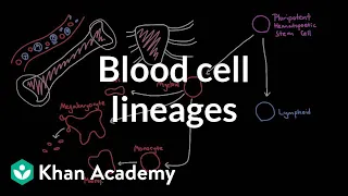 Blood cell lineages | Human anatomy and physiology | Health & Medicine | Khan Academy