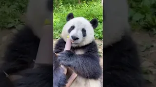 Panda Tasty Bamboo Eating 😋 #shorts #viral #trending #bamboo #panda