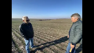 Пшеница у Андрея Бедненко - 10 лет No-Till. Сеял Cross Slot