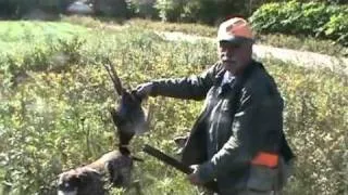 German Shorthaired Pointers Pheasant Hunting NH 2011 remix #1