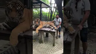 Tiger Park Pattaya Thailand 🇹🇭