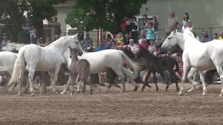 Den starokladrubského koně 2022