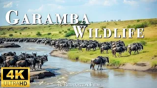 4K Relaxation Film : "Exploring the Wild Animals of GARAMBA: A Wildlife Adventure"