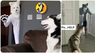 Huskies Pranked by Wolf Mask, try not to laugh 🤣