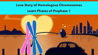 Stages of Prophase 1 of Meiosis with a visual mnemonic