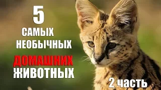 5 САМЫХ необычных домашних животных 2 часть