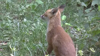 Red Fox Vulpes vulpes dog fox cub grooming and digging in an urban garden