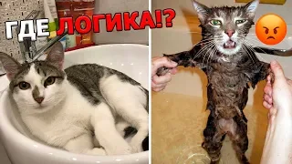 ЛЮТАЯ ЛОГИКА ДОМАШНИХ ЖИВОТНЫХ!😂