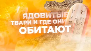 Ядовитые твари и где они обитают [Veritasium]