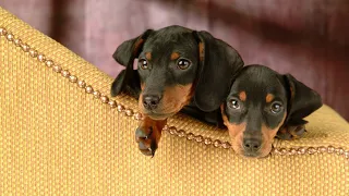 Do Dachshunds Require a Specific Type of Collar or Harness