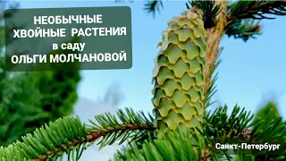 🌿КОЛЛЕКЦИЯ ХВОЙНЫХ в саду Ольги Молчановой🌿Таких малышей вы еще не видели🌿