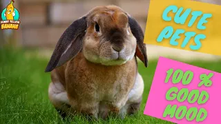 Cute Pets That Will Put You in a Good Mood 🐰😻