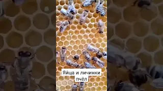 Личинка пчелы