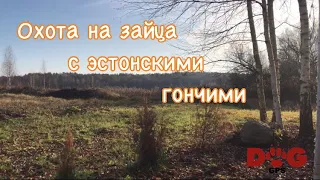 Охота на зайца с эстонскими гончими