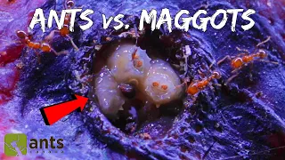 Fire Ants Take on a Swarm of Maggots | WARNING: Extremely Gross Footage (Halloween Special Pt. 1)