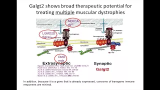 [Webinar] Understanding Gene Therapy, Part 3 - Galgt2 and Dup2 - December 2017