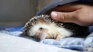 Ruby the hedgehog crossed the rainbow bridge...