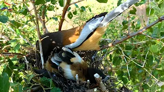 Rufous treepie bird cleaning up baby messes @AnimalsandBirds107