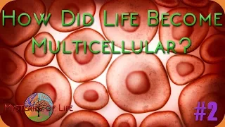 How Did Life Become Multicellular? - Mysteries of Life #2