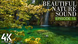 Beautiful Sounds - 8 HRS Soothing Bird Songs + Gentle Waterfall Sounds for Relaxation #15