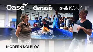 Modern Koi Blog #5356 - Wie hoch sollte Malachitgrün bei Koi dosiert werden?