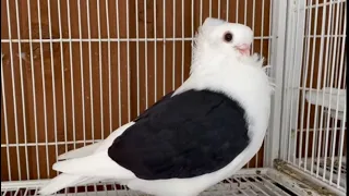 Quality Breeding pigeons