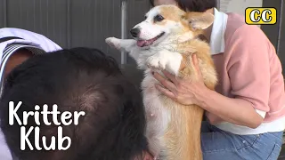 This Welsh Corgi Refuses To Breastfeed… Why? I Kritter Klub