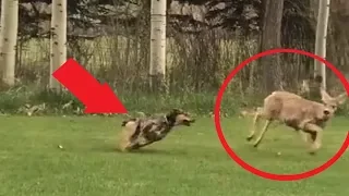 Neighborhood Dogs kill Deer