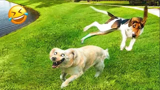 Funny Cats And Dogs Videos 😁 - BEST Funny Animal Videos 2024 🥰#2
