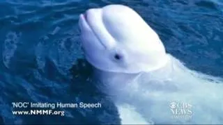Beluga whale mimics human speech