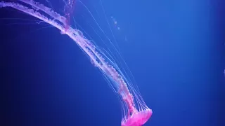 Loro park tenerifie Jellyfish 2017