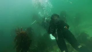 2020-10 Cape Town Shore Dive