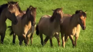 New Video MILEY CYRUS Live WILD HORSES mustangs on prairie beach ROLLING STONES COVER Ecology