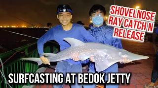 We Caught a Critically Endangered Fish.. | Surfcasting at Bedok Jetty | Shovelnose Ray