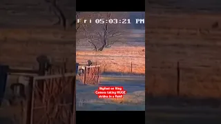 Bigfoot on Ring Camera Taking HUGE Strides in a Field Next to Farm! | Squatch Watchers Shorts