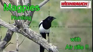 Hunting Magpies( Skata - Copoka )with Air rifle     '' The Ambush '' Weihrauch HW100T FAC !!